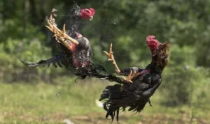 Đá Gà WS168 Tại TK88